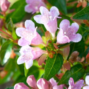 Abelia - Heester