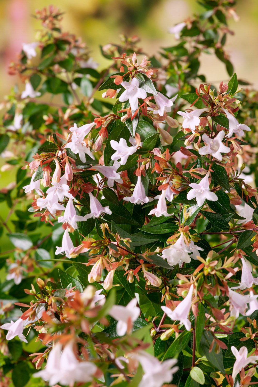 Abelia - Abelia grandiflora (Sherwood)