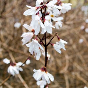 Forsythia - Abeliophyllum distichum