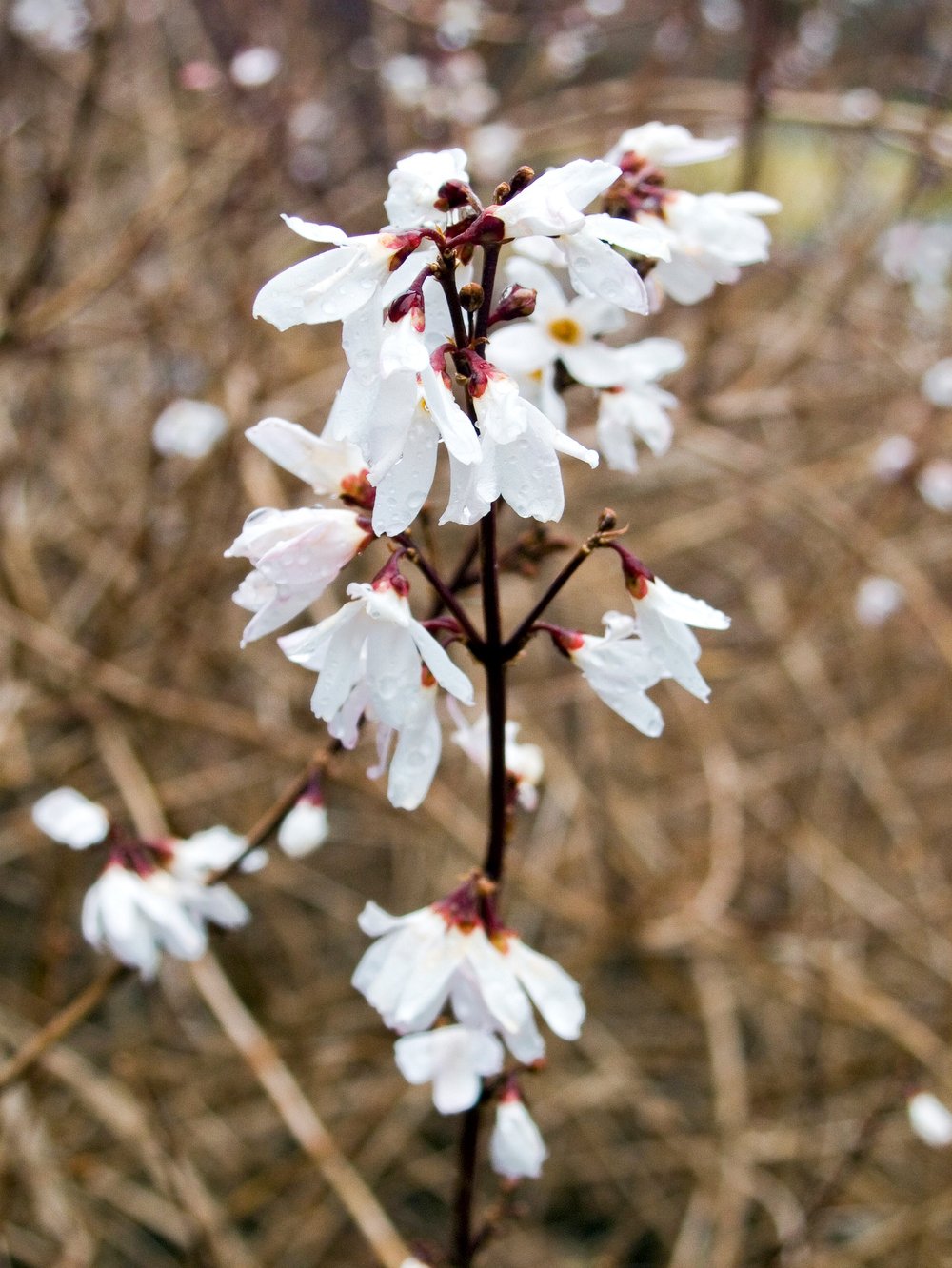 Forsythia - Abeliophyllum distichum