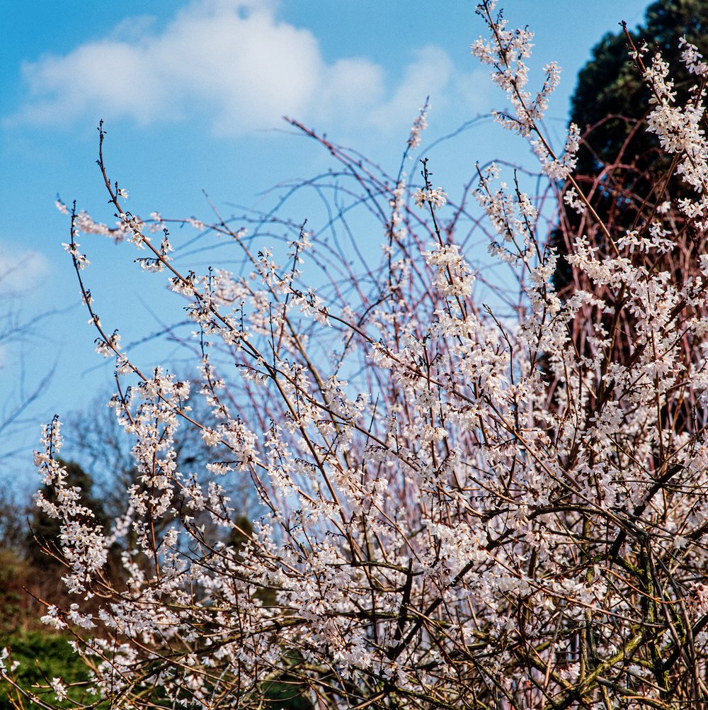 Forsythia - Abeliophyllum distichum - Afbeelding 2