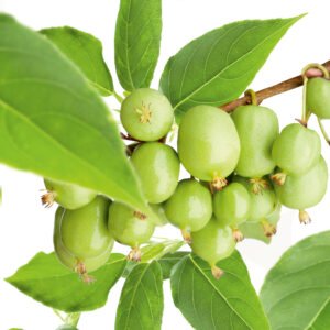 Kiwibes - Actinidia a. 'Issai'
