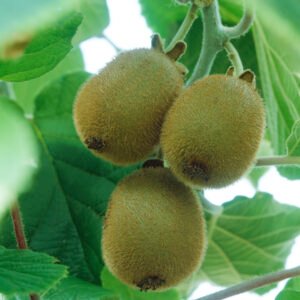 Kiwibes - Actinidia d. 'Atlas'
