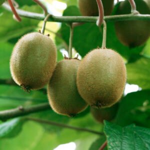 Kiwibes - Actinidia d. 'Hayward'