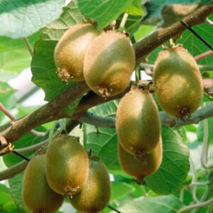 Kiwibes - Actinidia d. 'Jenny'