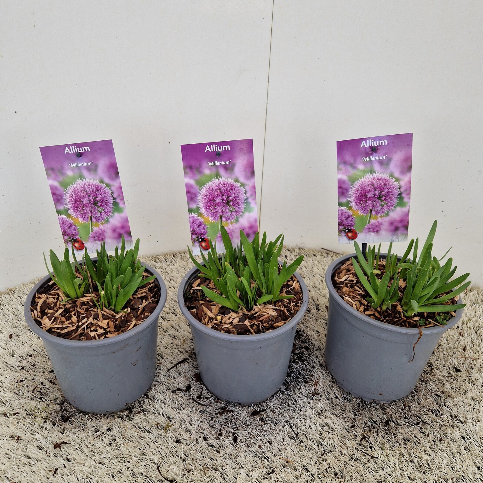 Sierui - Allium 'Millenium' - Afbeelding 3