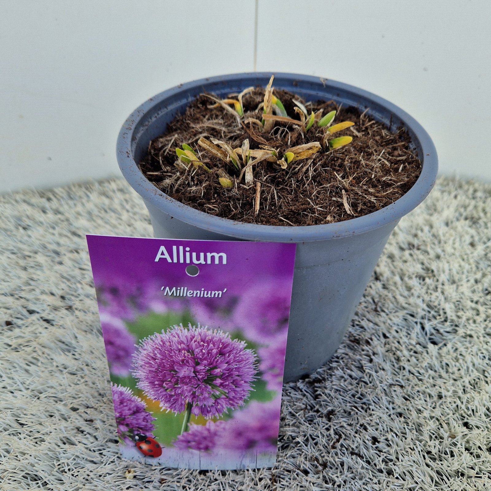 Sierui - Allium 'Millenium' - Afbeelding 4
