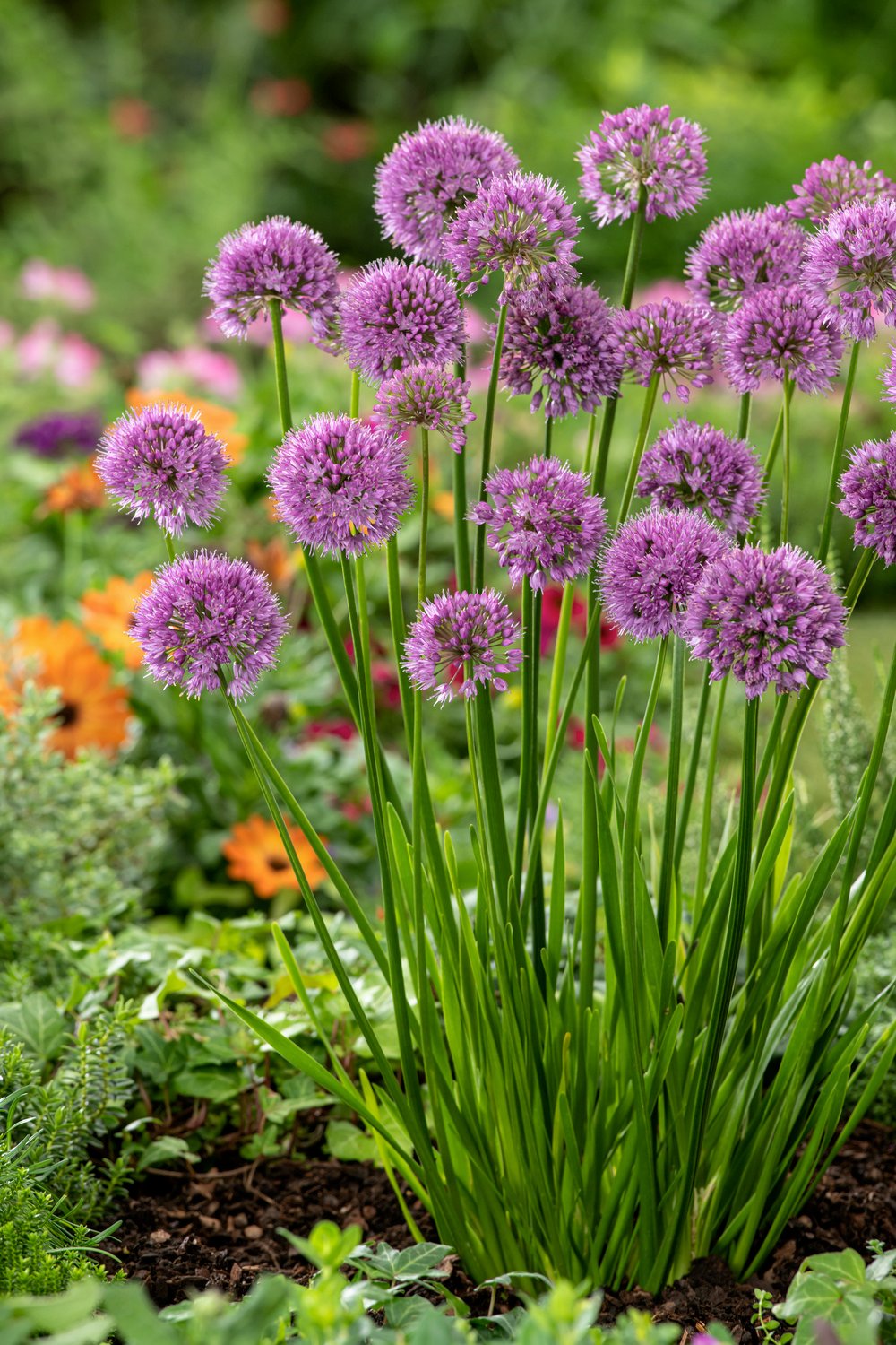 Sierui - Allium 'Millenium'