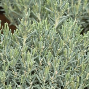 Lavendelheide - Andromeda polifolia 'Compacta'