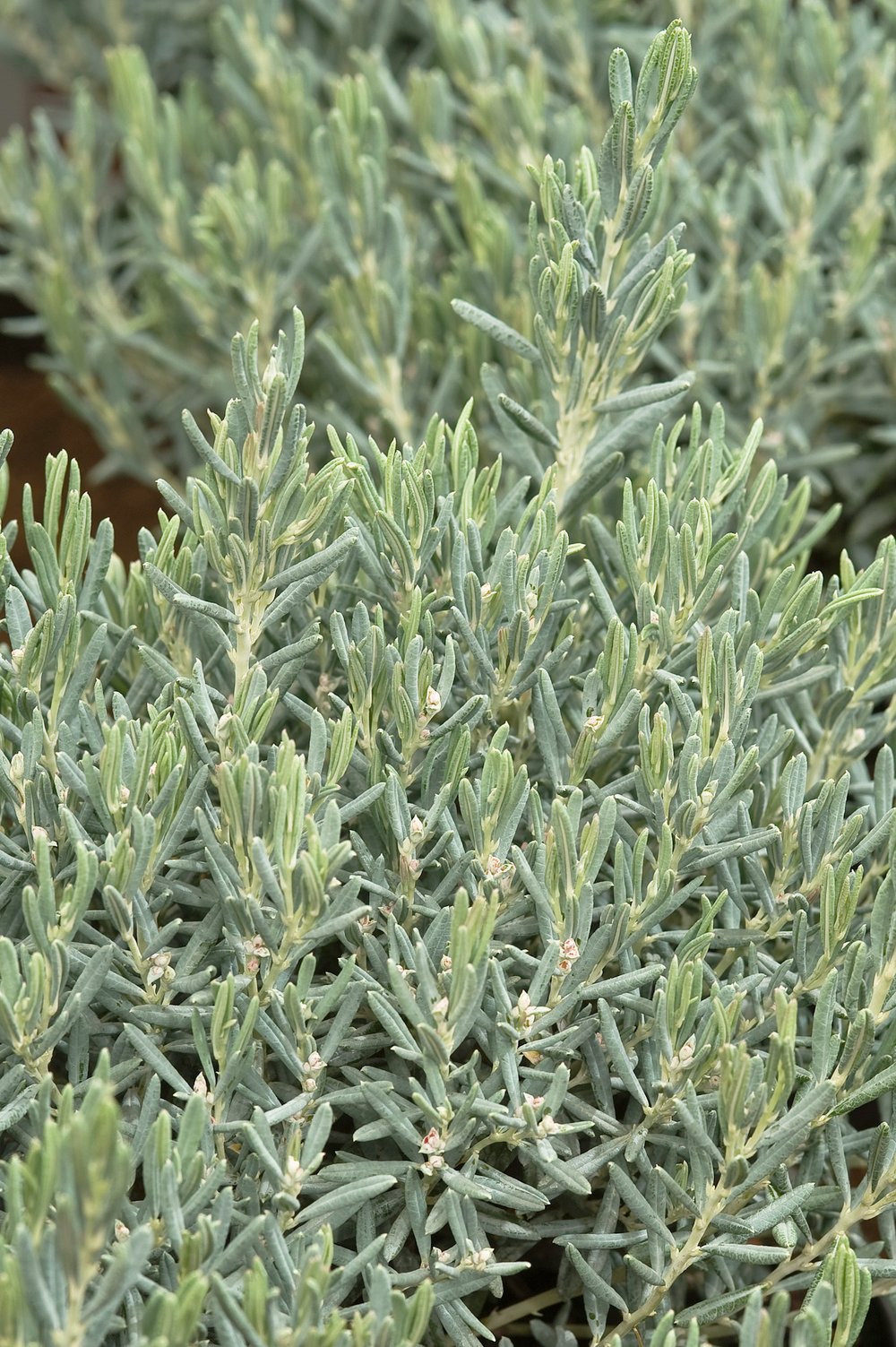 Lavendelheide - Andromeda polifolia 'Compacta'