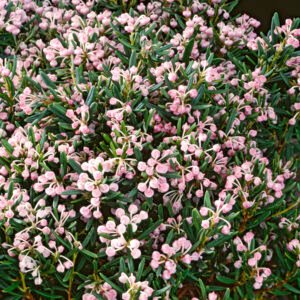 Lavendelheide - Andromeda polifolia 'Blue Lagoon'