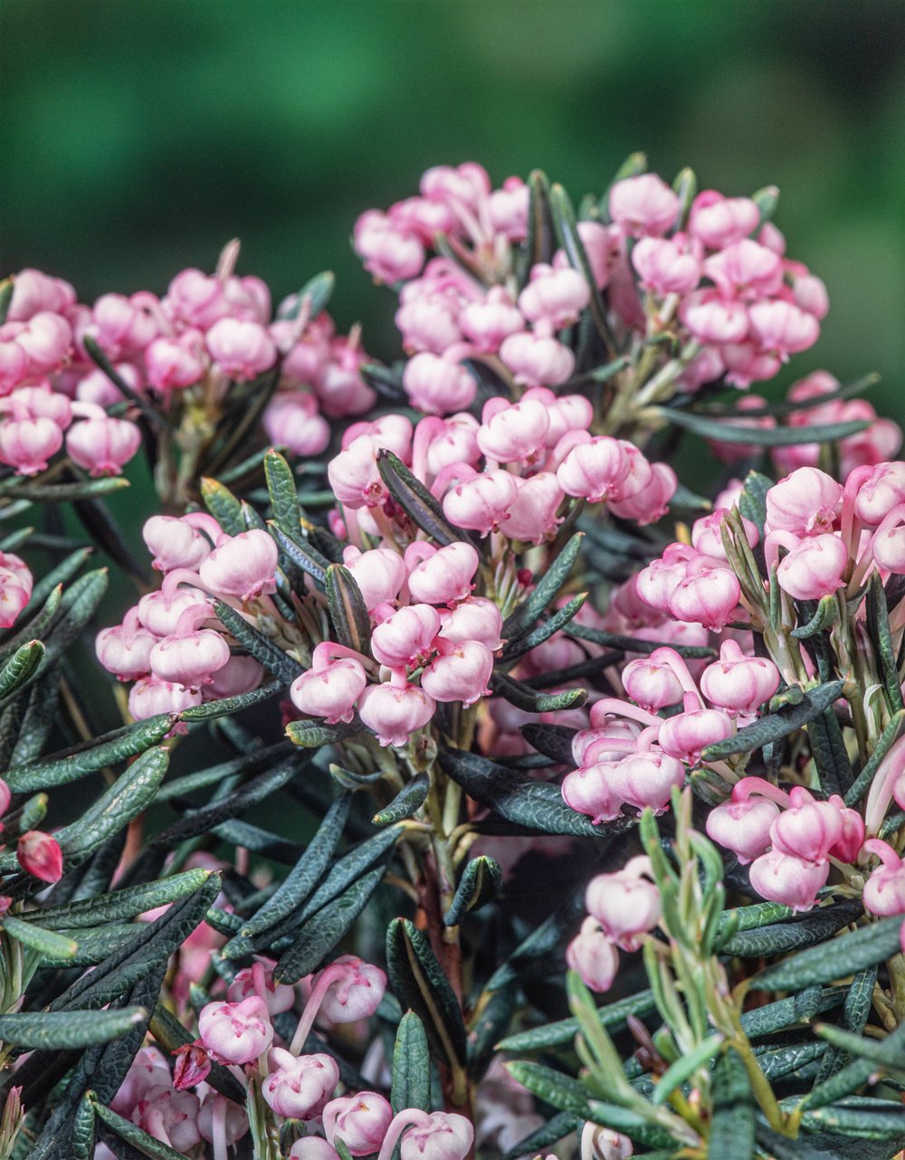 Sierui - Allium 'Millenium' - Afbeelding 2