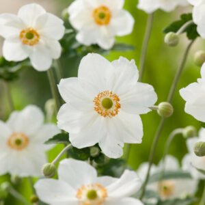 Herfstanemoon - Anemone hyb. 'Honorine Jobert'