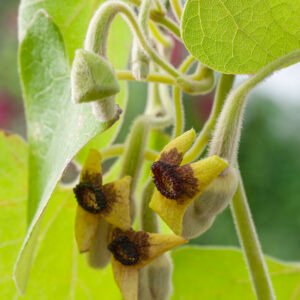 Duitse Pijp / Pijpbloem - Aristolochia macrophylla
