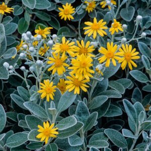 Askruid - Brachyglottis 'Sunshine'