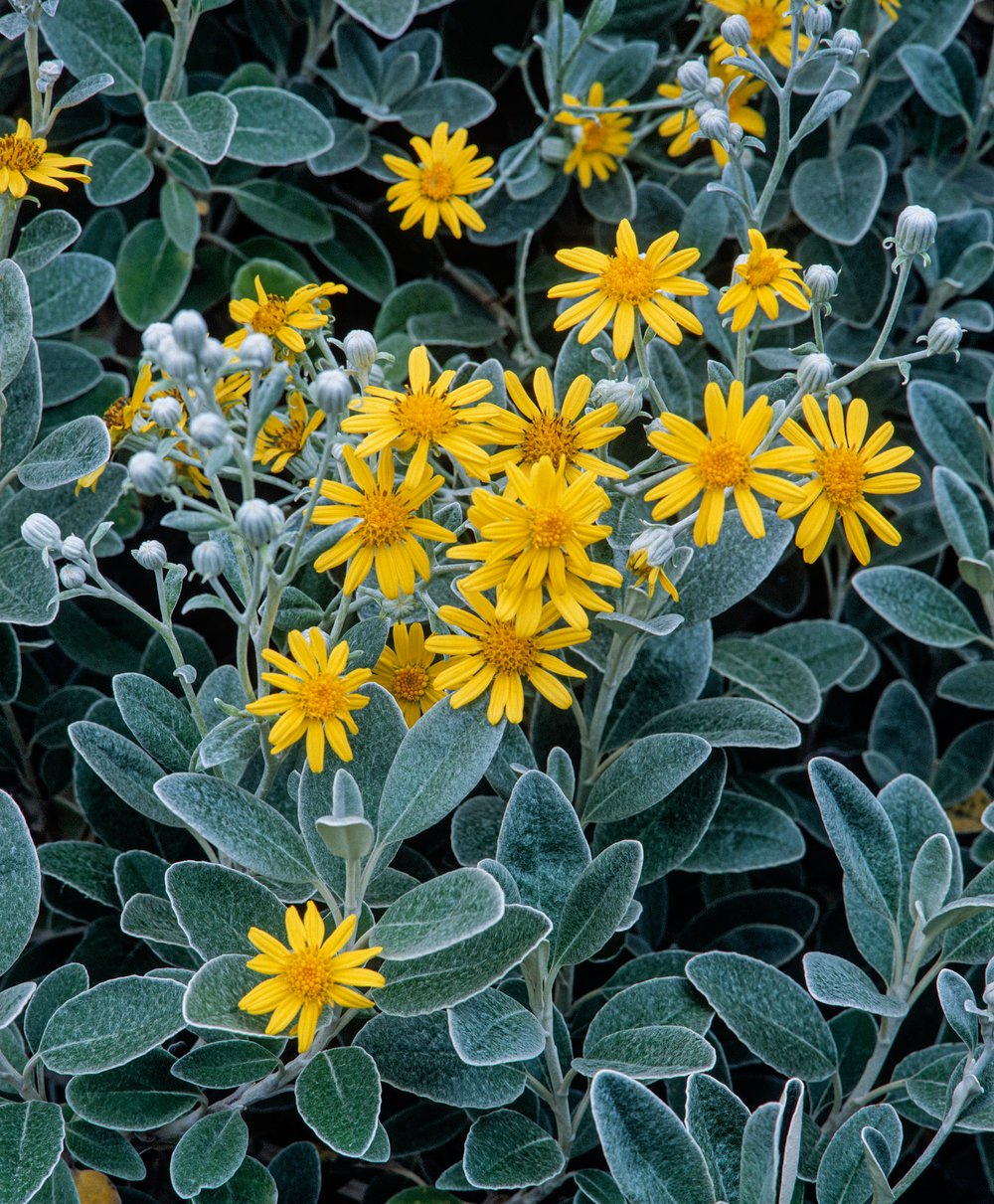 Askruid - Brachyglottis 'Sunshine'