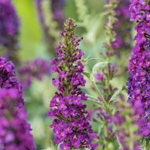 Vlinderstruik - Buddleja 'Blue Chip'