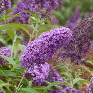 Vlinderstruik - Buddleja Free Petite Blue Heaven