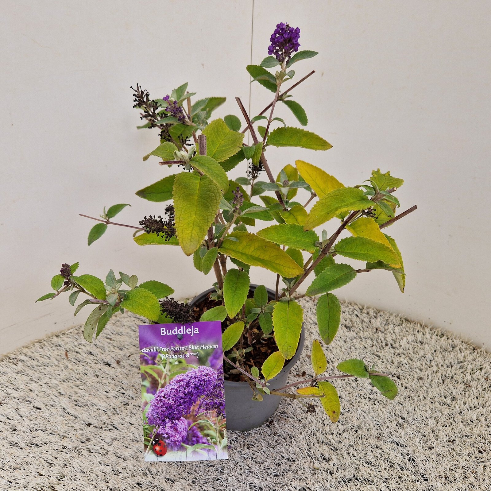 Vlinderstruik - Buddleja Free Petite Blue Heaven - Afbeelding 3