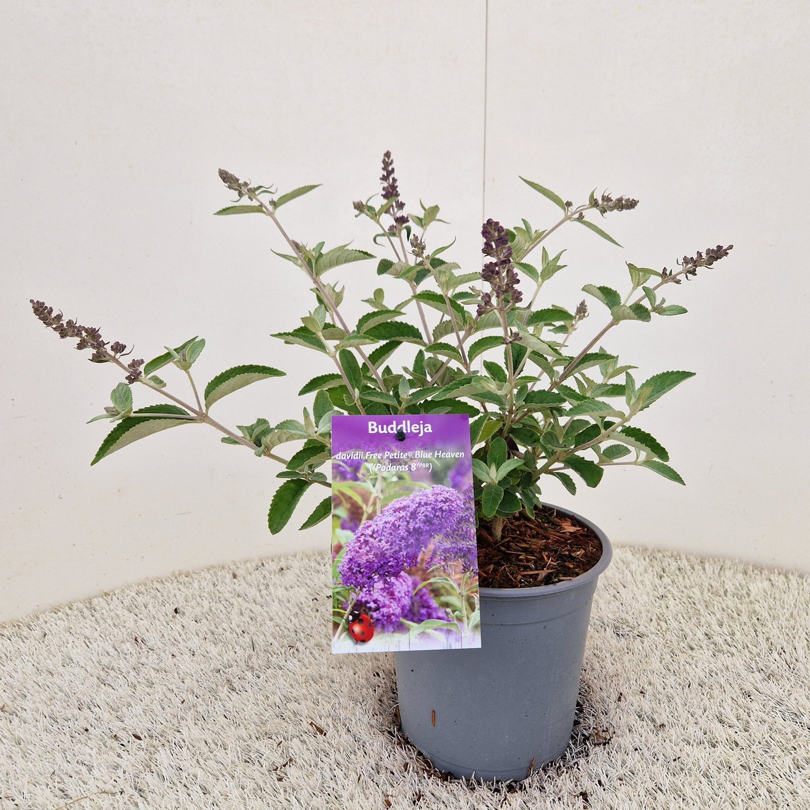 Vlinderstruik - Buddleja Free Petite Blue Heaven - Afbeelding 2