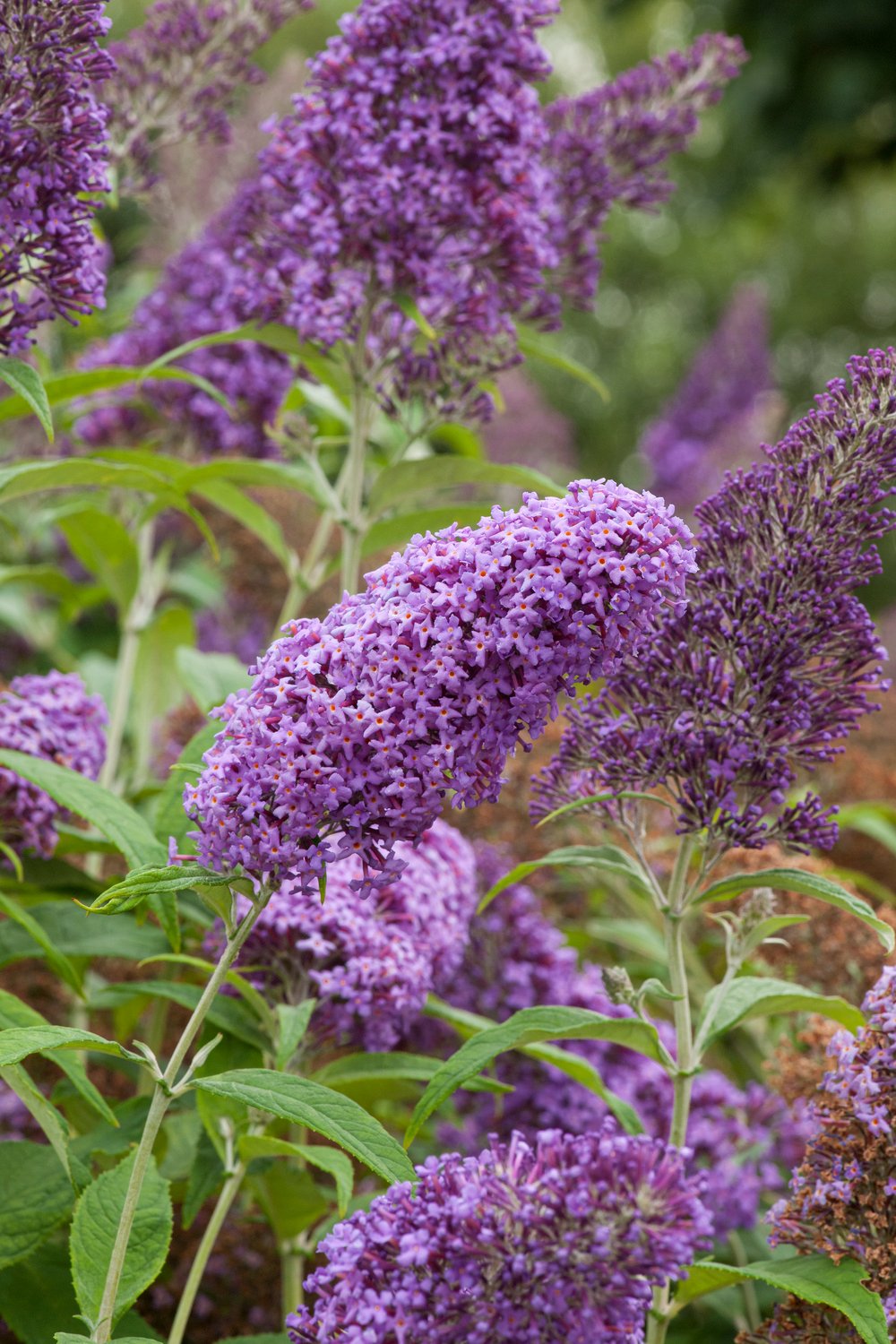 Vlinderstruik - Buddleja Free Petite Blue Heaven