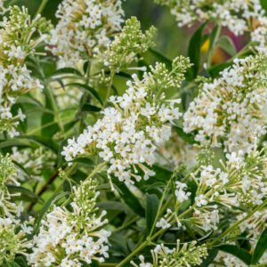 Vlinderstruik - Buddleja Free Petite Snow White