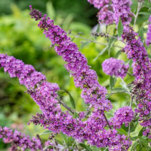 Vlinderstruik - Buddleja Free Petite Tutti Fruitti