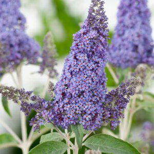 Vlinderstruik - Buddleja 'Lochinch'