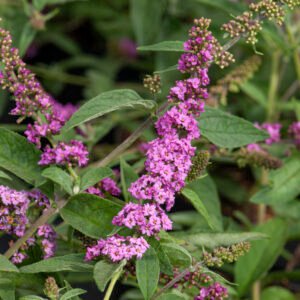 Vlinderstruik - Buddleja 'Pink Micro Chip'