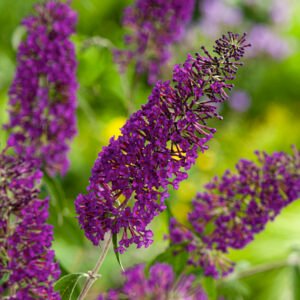 Vlinderstruik - Buddleja Purple Chip