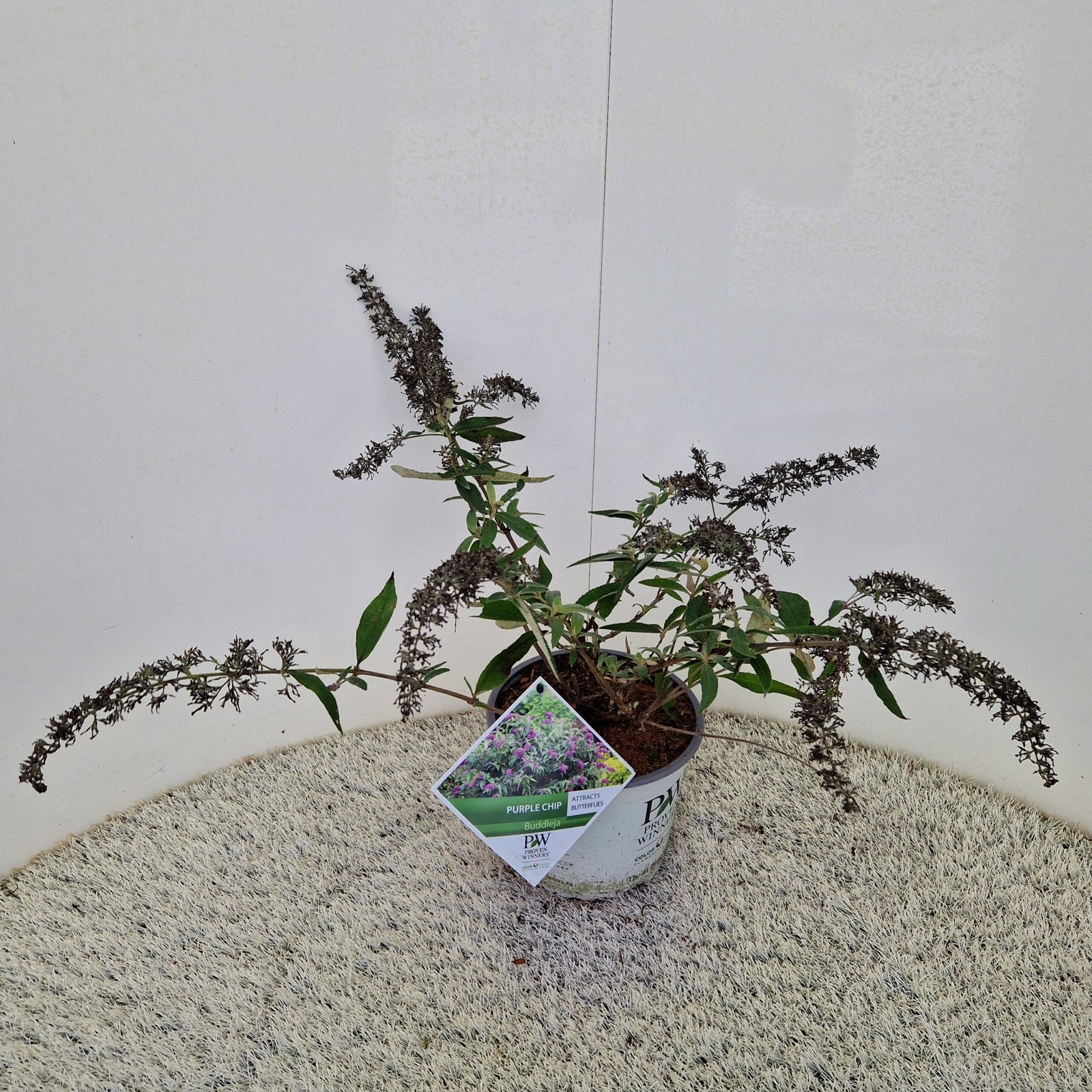 Vlinderstruik - Buddleja Purple Chip - Afbeelding 2