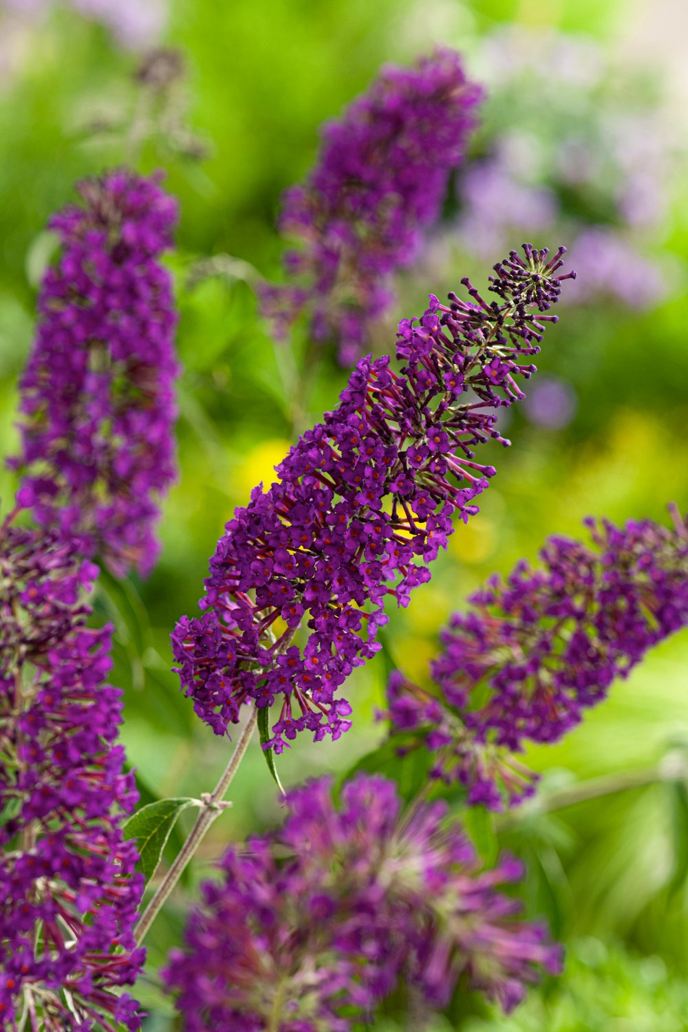 Vlinderstruik - Buddleja Purple Chip