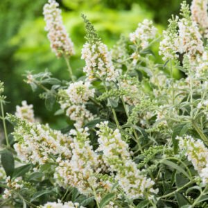 Vlinderstruik - Buddleja White Chip