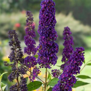 Vlinderstruik - Buddleja d. 'Black Knight'