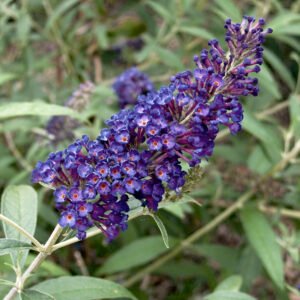 Vlinderstruik - Buddleja d. 'Empire Blue'