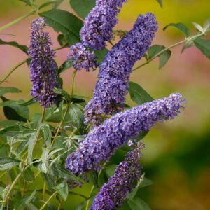 Vlinderstruik - Buddleja d. 'Nanho Blue'