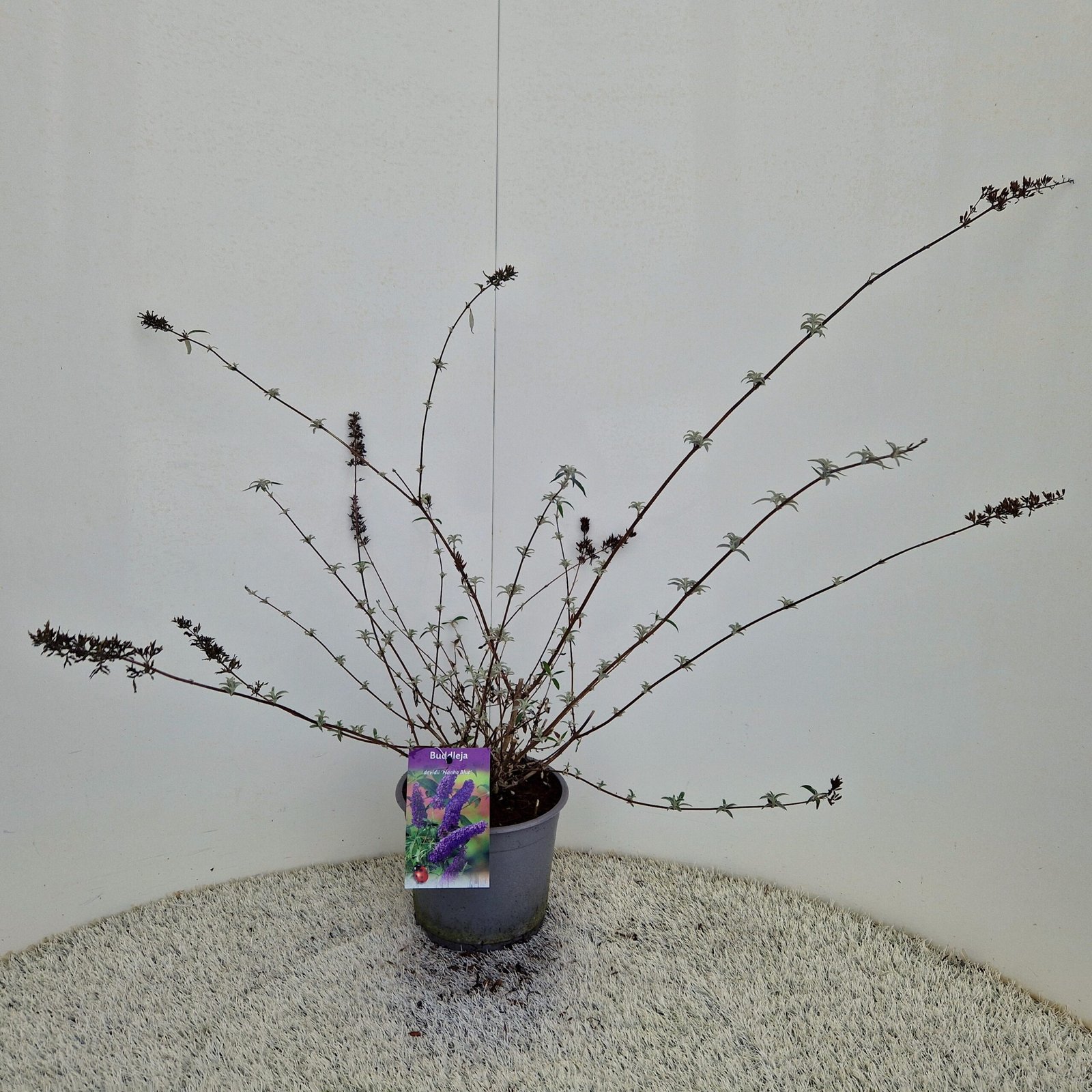 Vlinderstruik - Buddleja d. 'Nanho Blue' - Afbeelding 3