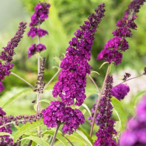Vlinderstruik - Buddleja d. 'Royal Red'
