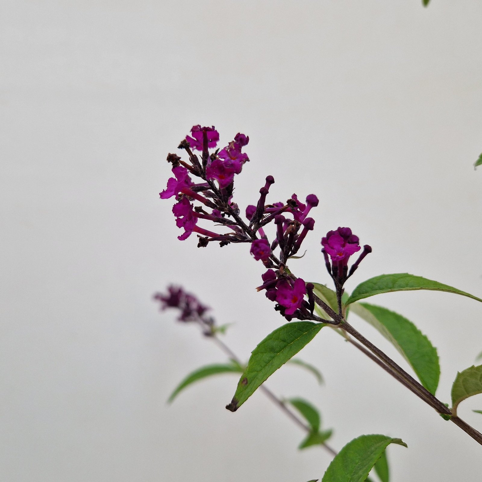 Vlinderstruik - Buddleja d. 'Royal Red' - Afbeelding 4