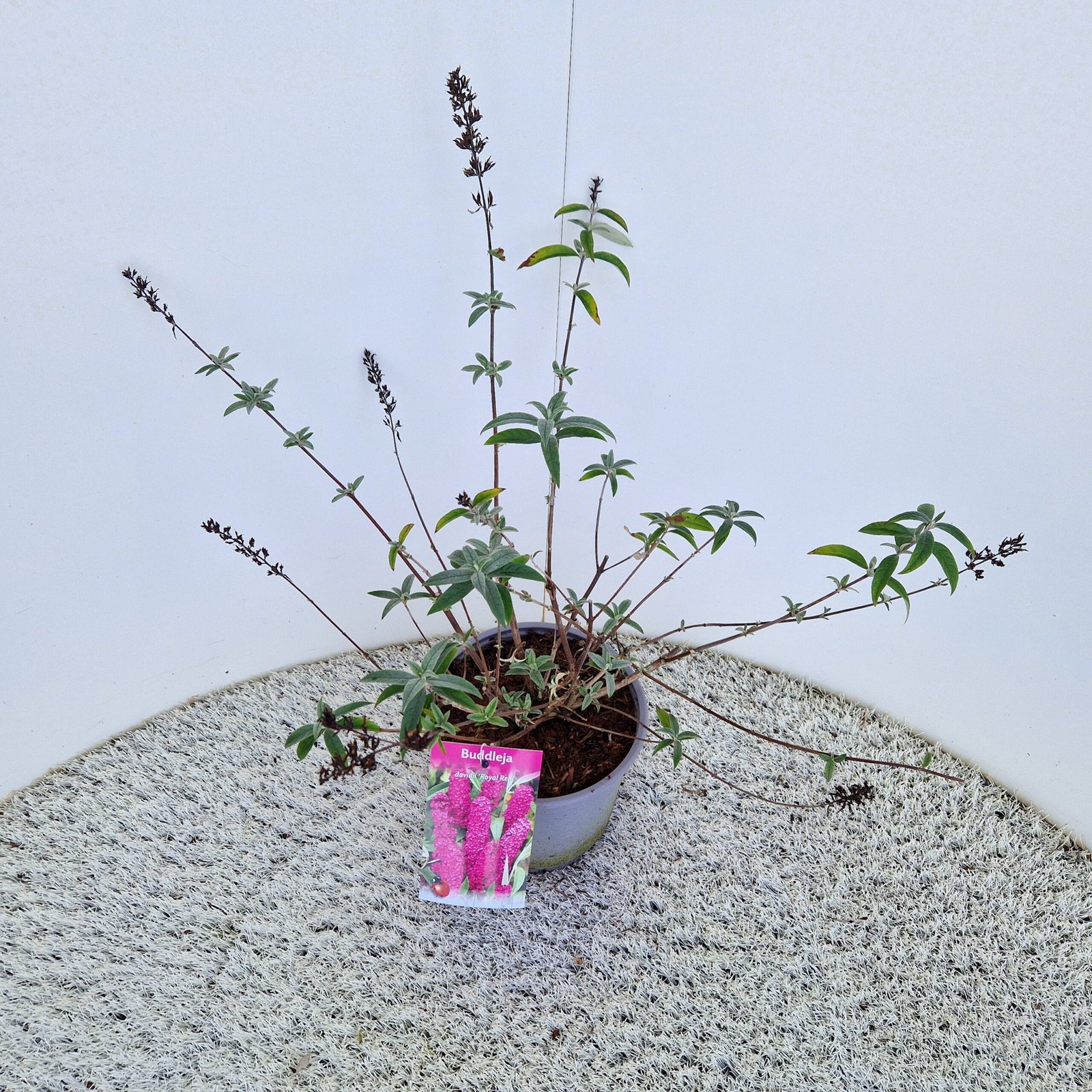 Vlinderstruik - Buddleja d. 'Royal Red' - Afbeelding 3