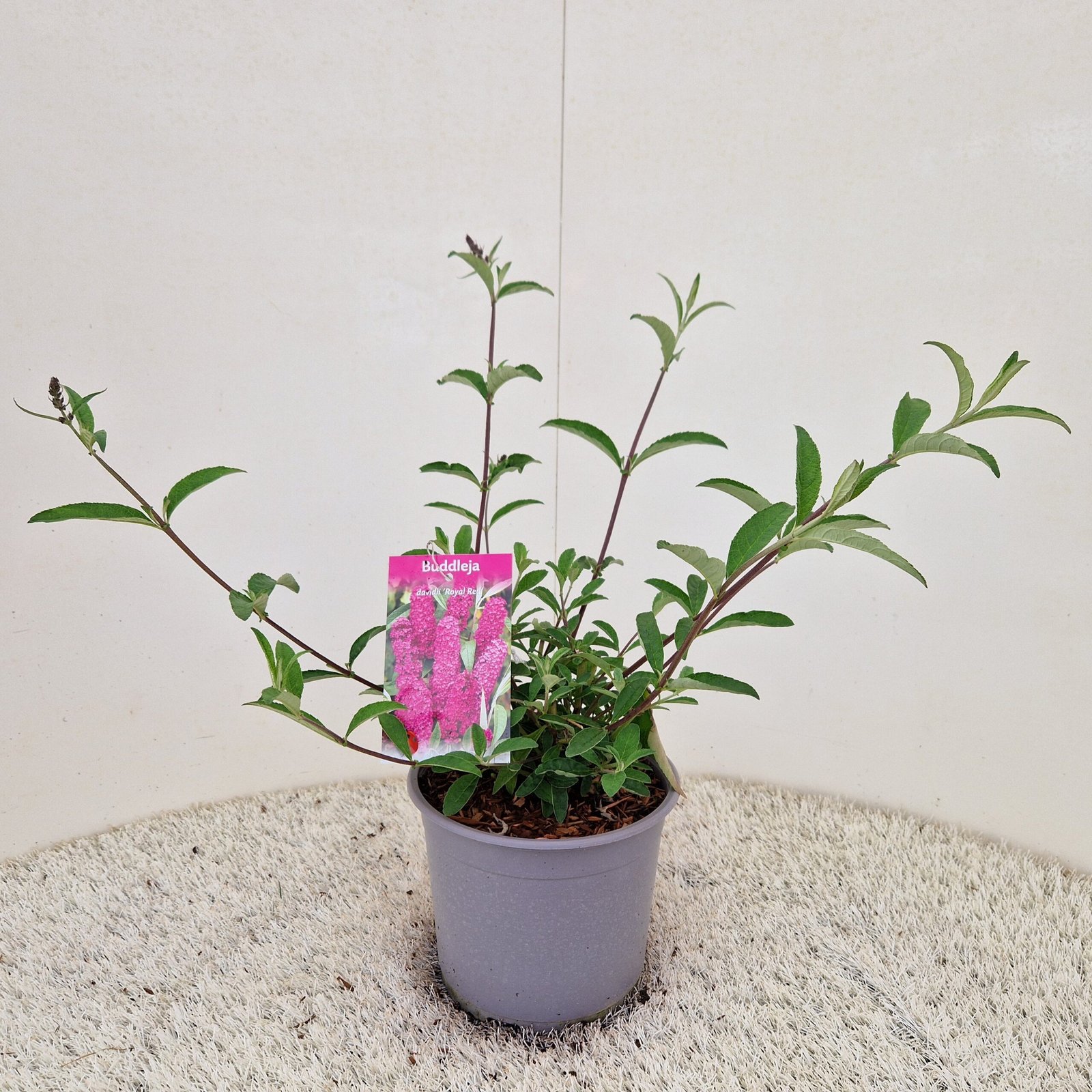 Vlinderstruik - Buddleja d. 'Royal Red' - Afbeelding 2