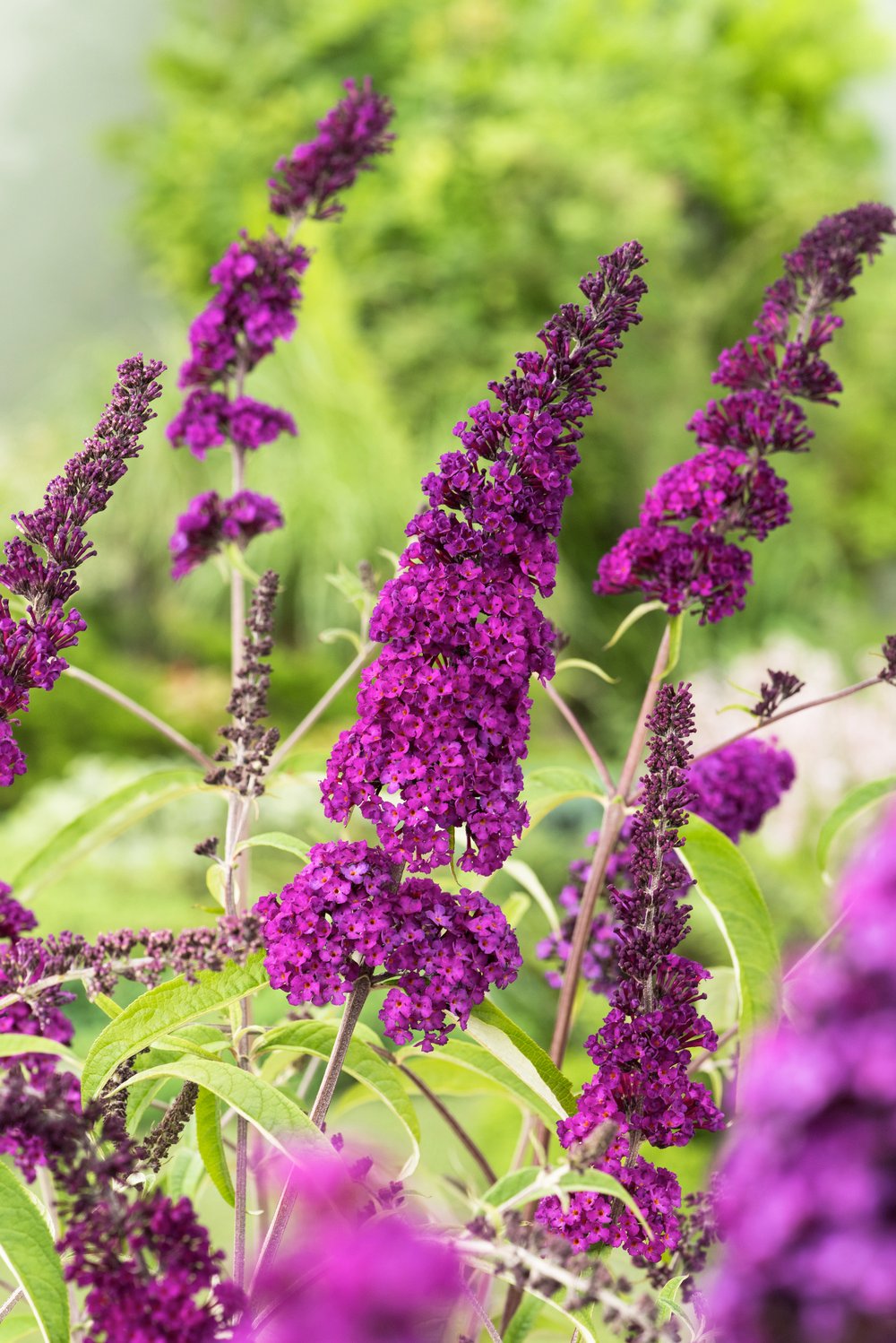 Vlinderstruik - Buddleja d. 'Royal Red'