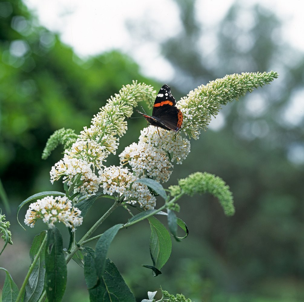 Vlinderstruik - Buddleja d. 'White Profusion'