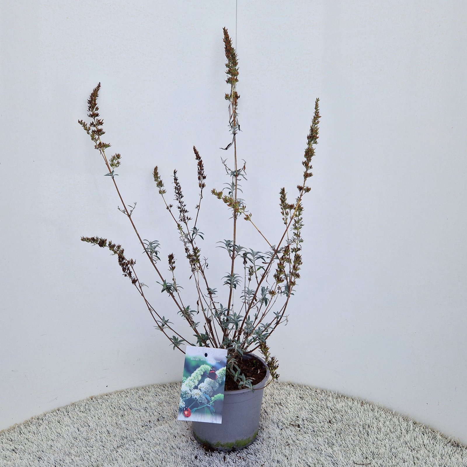 Vlinderstruik - Buddleja d. 'White Profusion' - Afbeelding 3