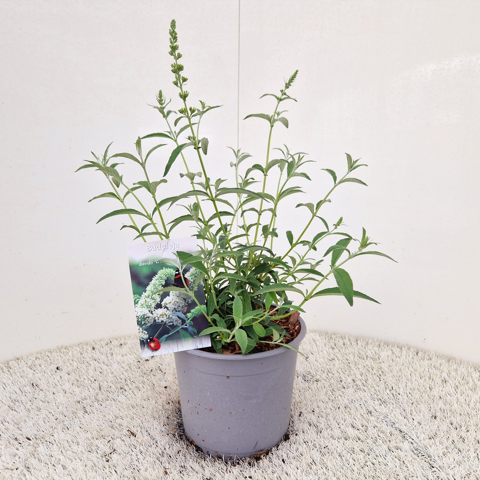 Vlinderstruik - Buddleja d. 'White Profusion' - Afbeelding 2