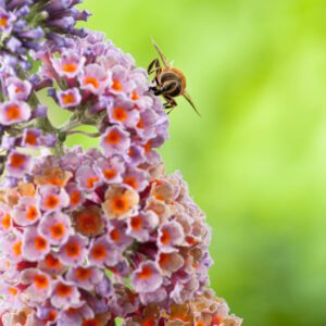 Vlinderstruik - Buddleja weyer. 'Flower Power'