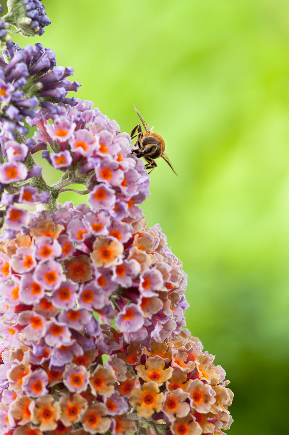 Vlinderstruik - Buddleja weyer. 'Flower Power'