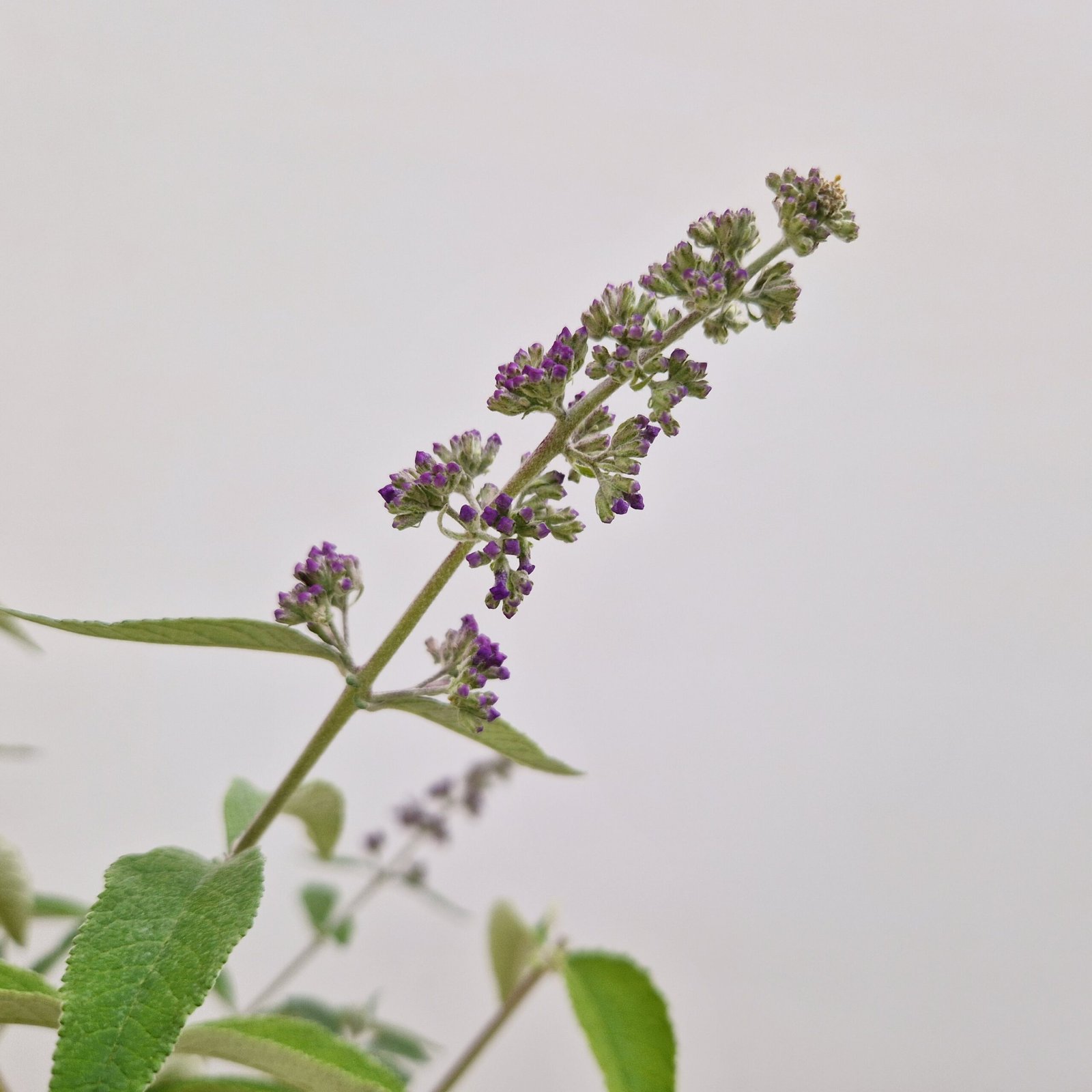 Vlinderstruik - Buddleja weyer. 'Flower Power' - Afbeelding 4