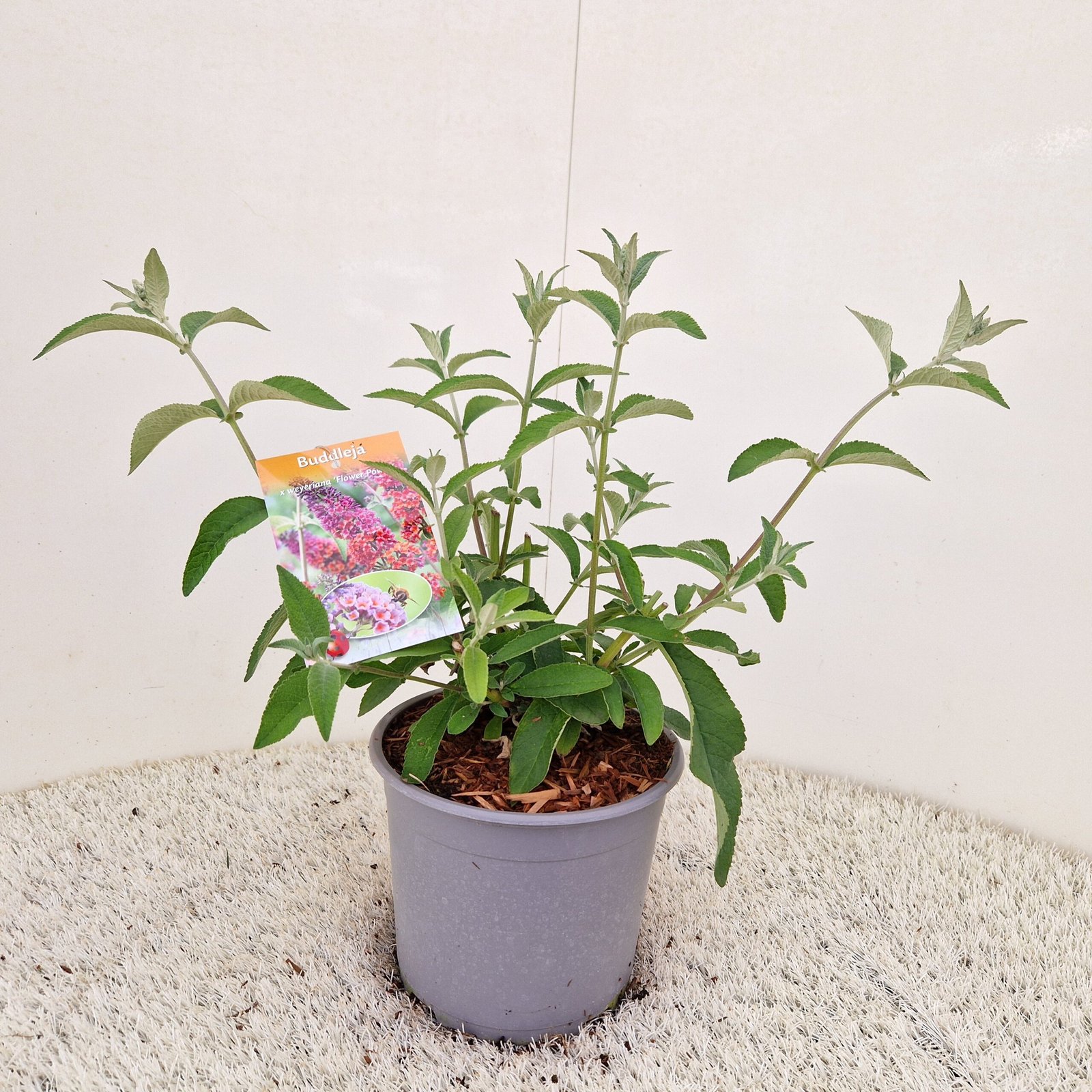 Vlinderstruik - Buddleja weyer. 'Flower Power' - Afbeelding 3