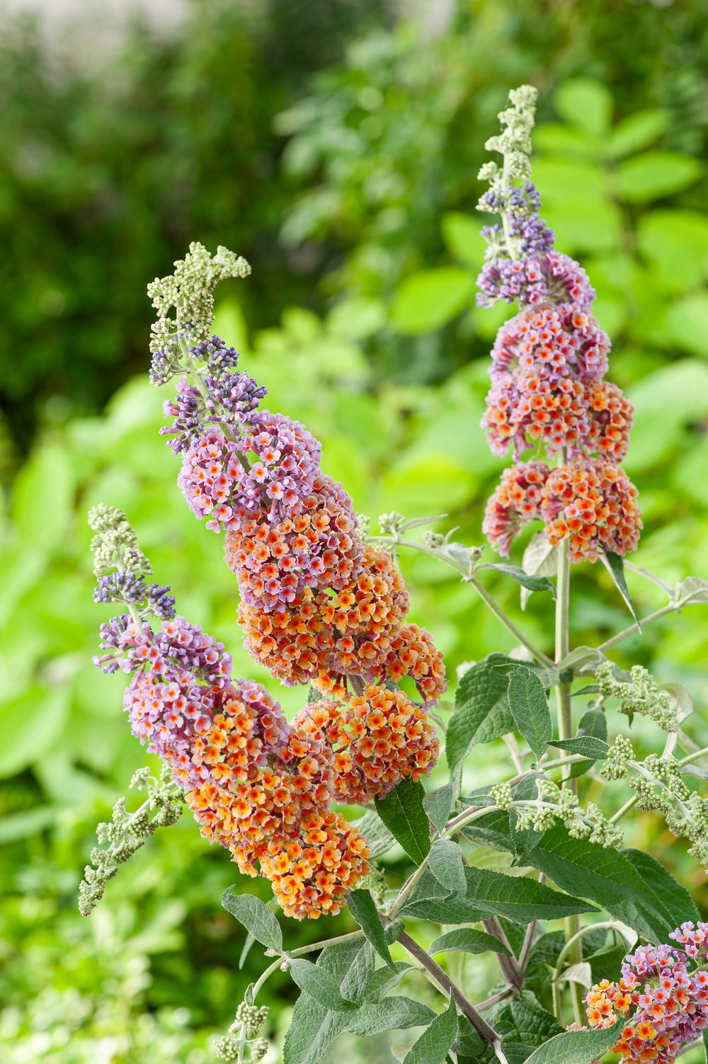 Vlinderstruik - Buddleja weyer. 'Flower Power' - Afbeelding 2